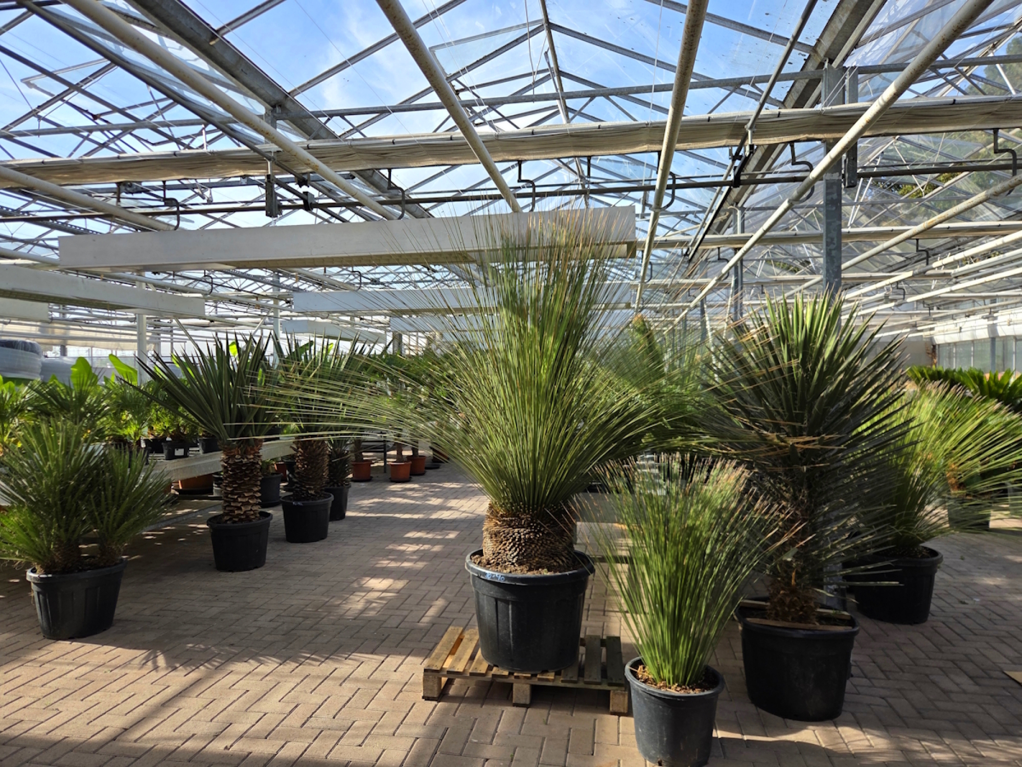 Preview: Yucca Rostrata 175 cm - genau den im Bild mit der Nr.69